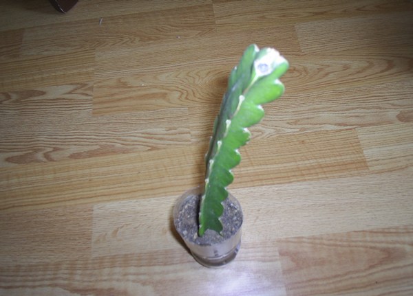 Name:  uzun kakts pet.JPG
Views: 3612
Size:  54.9 KB