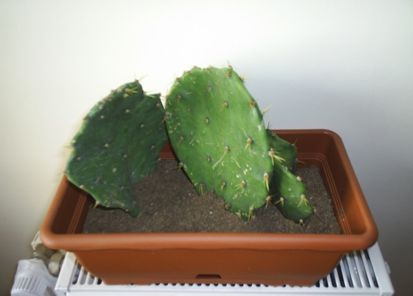 Name:  opuntia ilk 1.JPG
Views: 3470
Size:  51.7 KB