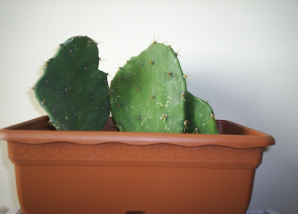 Name:  opuntia ilk 4.JPG
Views: 3226
Size:  55.8 KB