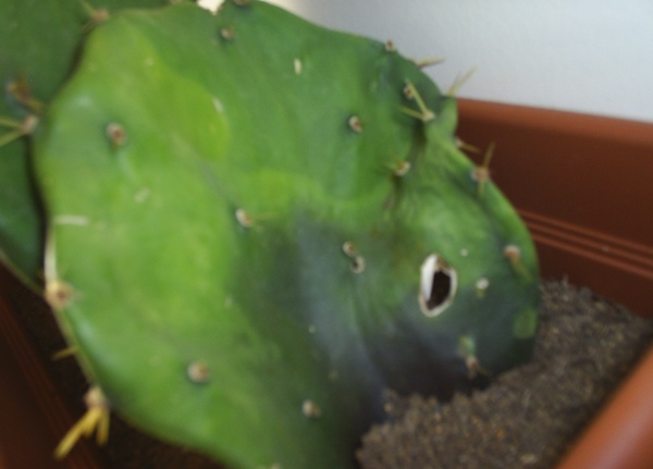 Name:  opuntia ilk 3 yumuayan.JPG
Views: 3266
Size:  51.5 KB