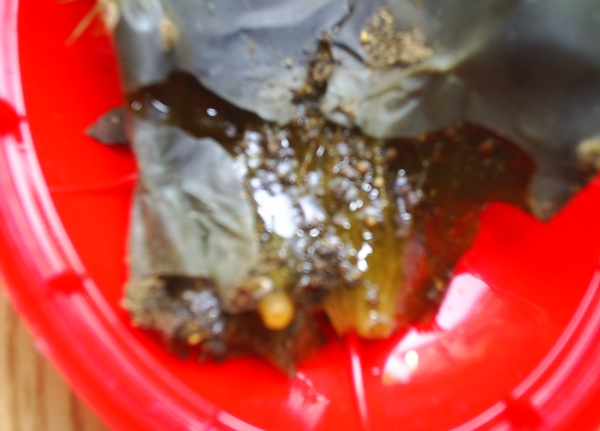 Name:  opuntia jle.JPG
Views: 3054
Size:  57.0 KB