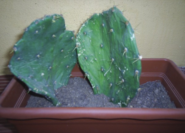 Name:  opuntia yeni 1.JPG
Views: 2796
Size:  52.8 KB
