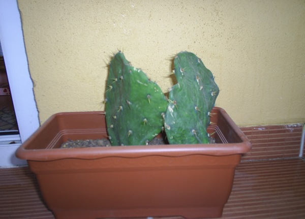Name:  opuntia yeni 2.JPG
Views: 2791
Size:  57.1 KB