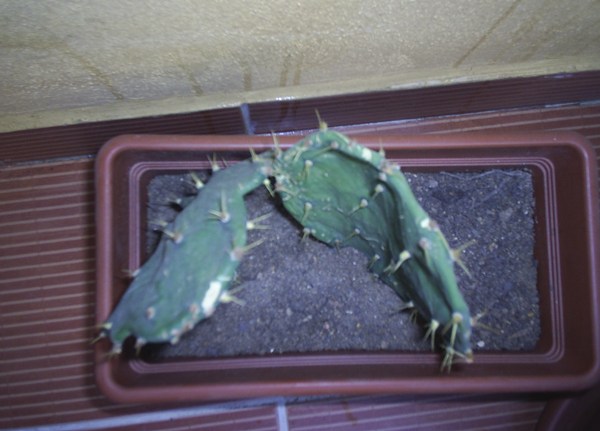 Name:  opuntia yeni tepeden.JPG
Views: 2788
Size:  53.2 KB