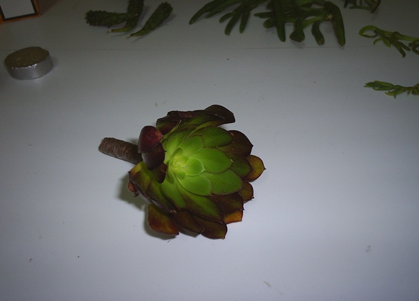 Name:  aeonium elik.JPG
Views: 2857
Size:  50.8 KB
