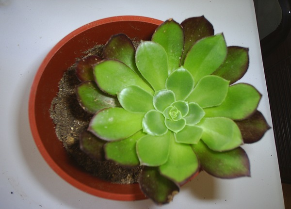 Name:  aeonium saks.JPG
Views: 2977
Size:  57.9 KB