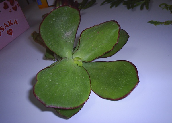 Name:  ovata elik.JPG
Views: 2853
Size:  60.8 KB