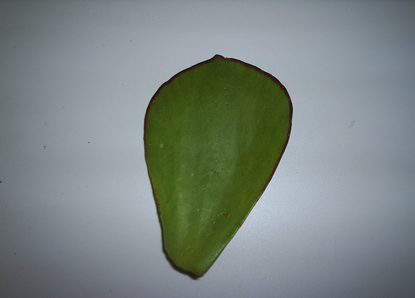 Name:  ovata dal elik.JPG
Views: 2852
Size:  51.9 KB
