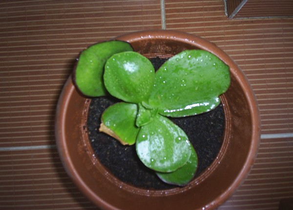 Name:  ovata yeni 1.JPG
Views: 2887
Size:  58.2 KB
