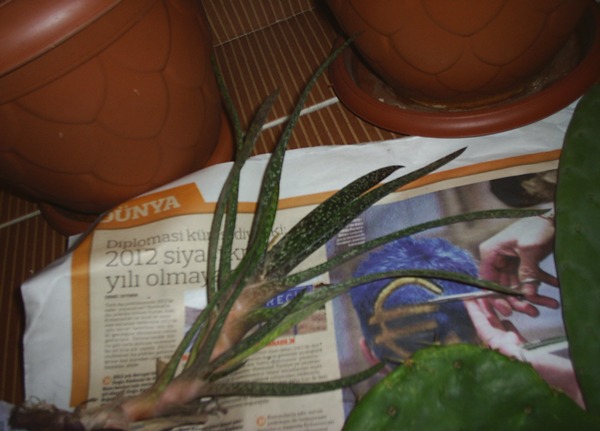 Name:  gasteria elik.JPG
Views: 2825
Size:  58.8 KB