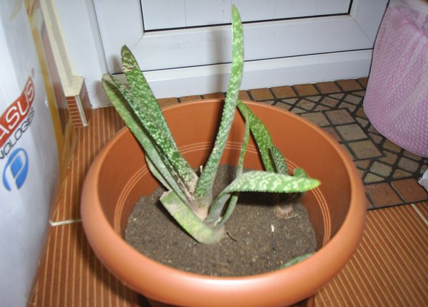 Name:  gasteria ilk dikim.JPG
Views: 3088
Size:  54.8 KB