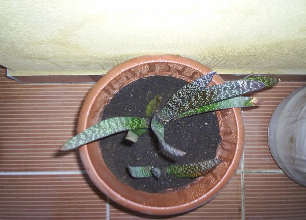Name:  gasteria yeni 2.JPG
Views: 2752
Size:  53.4 KB