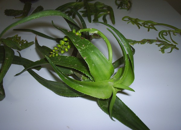 Name:  aloe elik.JPG
Views: 2917
Size:  60.4 KB
