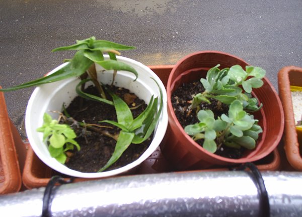 Name:  aloe- autum.JPG
Views: 2863
Size:  58.7 KB