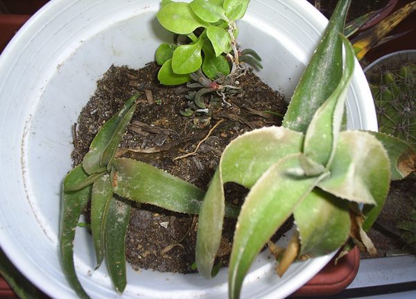 Name:  aloe tozlu.JPG
Views: 2726
Size:  57.2 KB