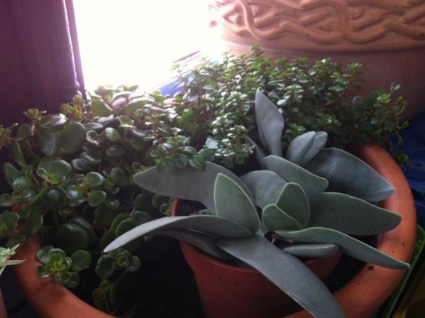 Name:  IMG_3037.jpg
Views: 809
Size:  33.4 KB