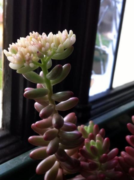 Name:  Sedum rubrotinctum 'aurora'.jpg
Views: 1229
Size:  28.9 KB