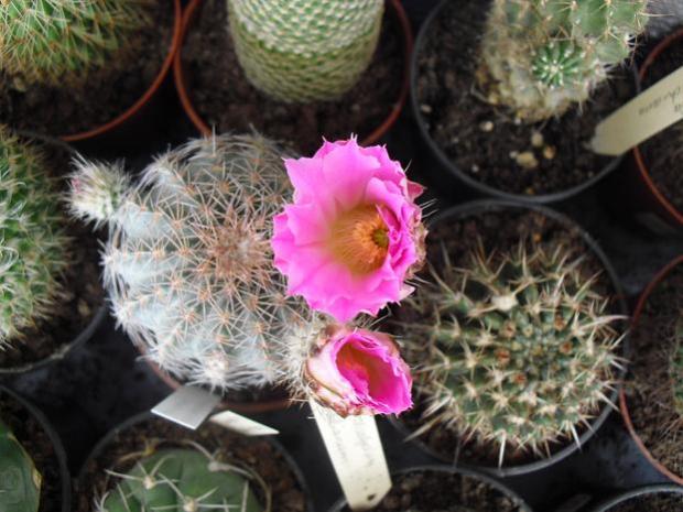 Name:  Echinocereus Weinbergii1.jpg
Views: 918
Size:  51.1 KB