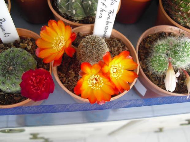 Name:  Sulcorebutia Tarabucoensis Aureiflore.jpg
Views: 973
Size:  48.1 KB