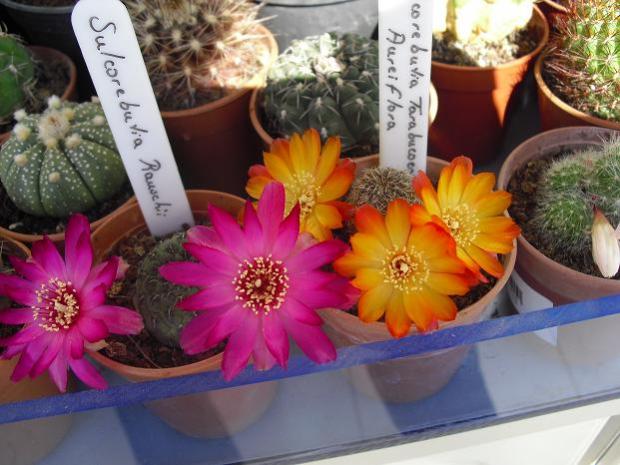 Name:  Sulcorebutia Rauschii.jpg
Views: 942
Size:  50.1 KB