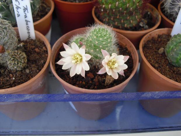 Name:  Rebutia Albiflora.jpg
Views: 1011
Size:  42.9 KB