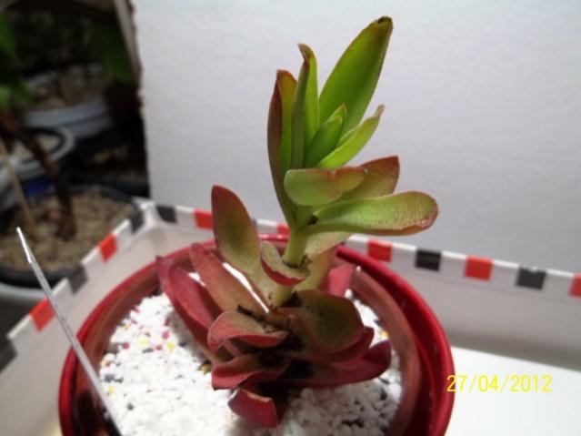 Name:  100_2222.jpg
Views: 778
Size:  29.6 KB