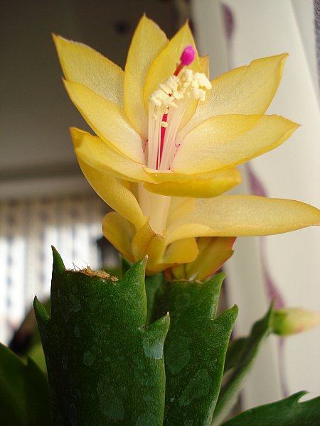 Name:  DSC05652.jpg
Views: 1410
Size:  42.1 KB