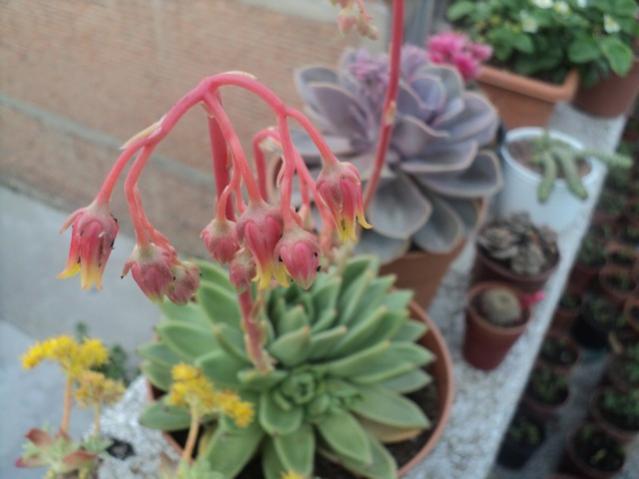 Name:  ech agavoides 2.jpg
Views: 782
Size:  34.1 KB