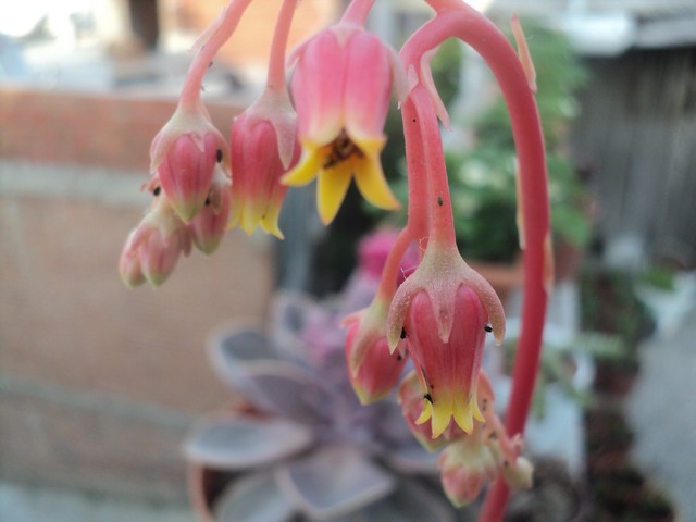 Name:  ech agavoides.JPG
Views: 728
Size:  67.2 KB