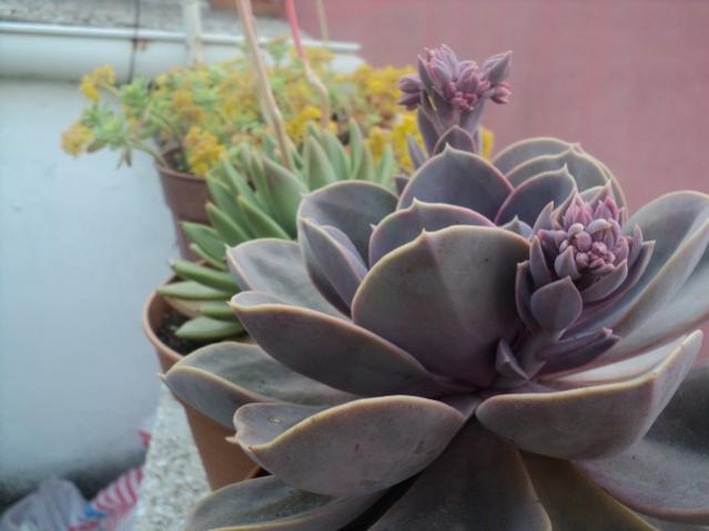 Name:  ech perle 2.jpg
Views: 775
Size:  32.1 KB