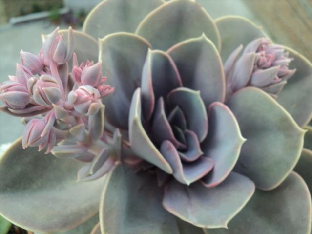 Name:  ech perle 3.jpg
Views: 769
Size:  31.6 KB