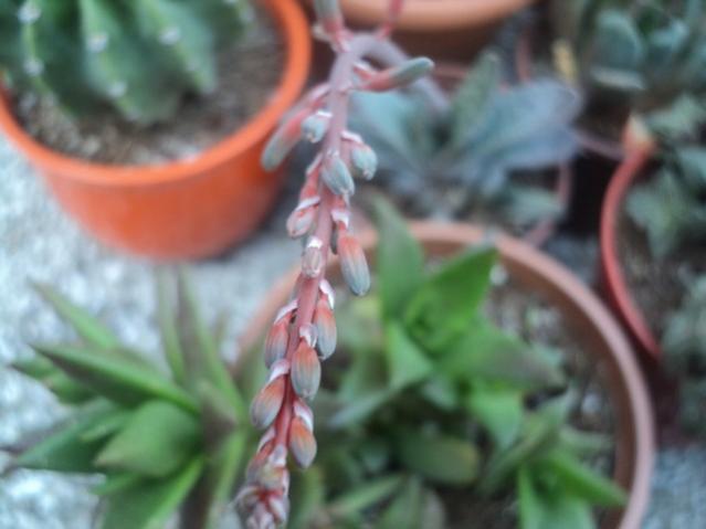 Name:  gasteria.jpg
Views: 789
Size:  30.6 KB