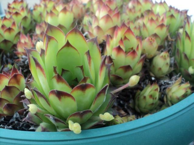 Name:  serpervivum.jpg
Views: 776
Size:  43.8 KB