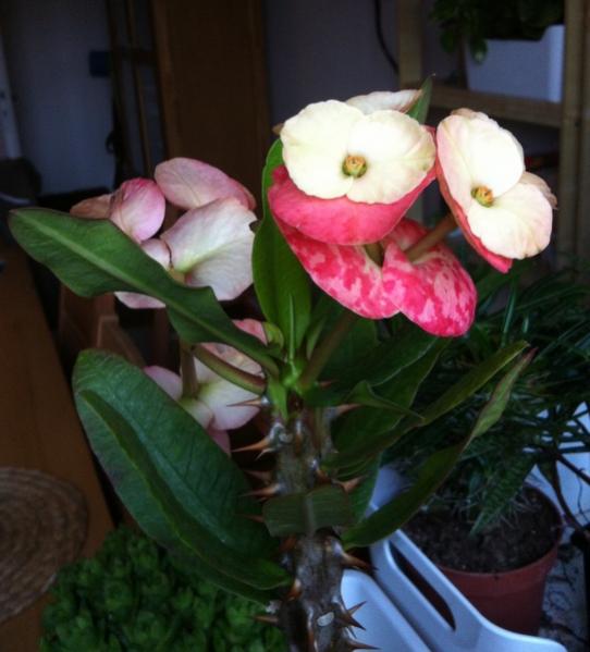 Name:  IMG_3341.jpg
Views: 1034
Size:  37.9 KB