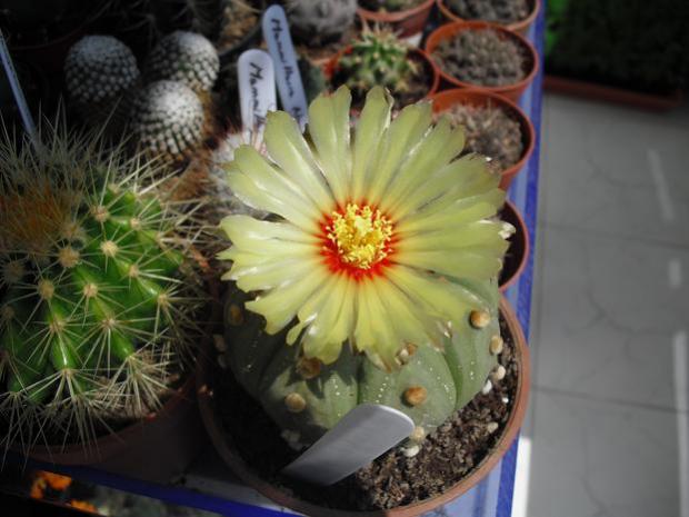 Name:  astrophytum asterias.jpg
Views: 823
Size:  41.4 KB