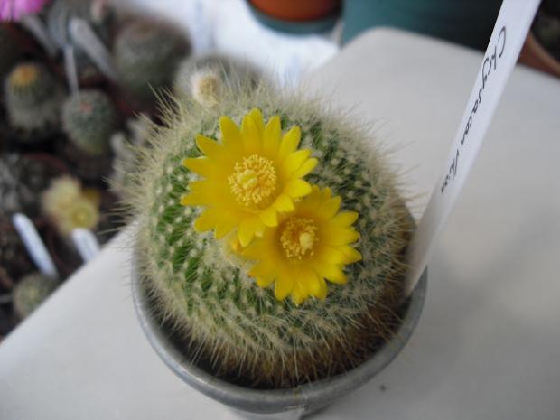 Name:  parodia.jpg
Views: 852
Size:  29.9 KB