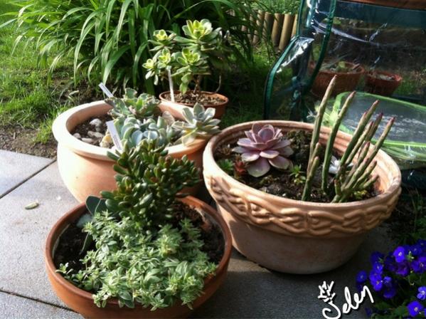 Name:  IMG_3503.jpg
Views: 1187
Size:  62.4 KB