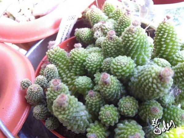 Name:  IMG_3533.jpg
Views: 1349
Size:  50.4 KB