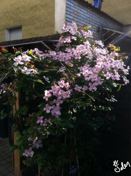 Name:  IMG_3499.jpg
Views: 1138
Size:  46.1 KB