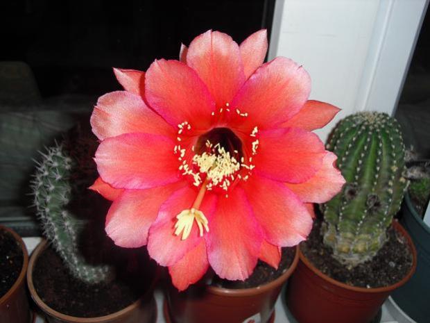 Name:  CIMG0621.jpg
Views: 799
Size:  38.2 KB
