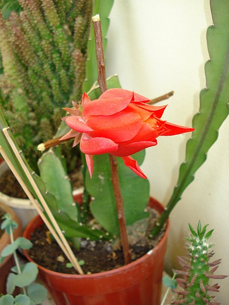 Name:  DSC05986.jpg
Views: 1535
Size:  54.3 KB