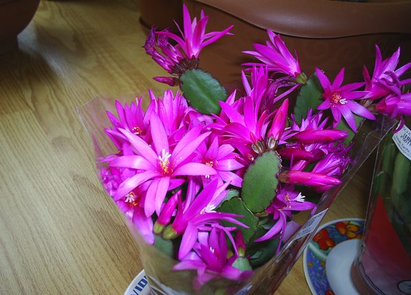 Name:  PIC_0015.JPG
Views: 2594
Size:  57.4 KB