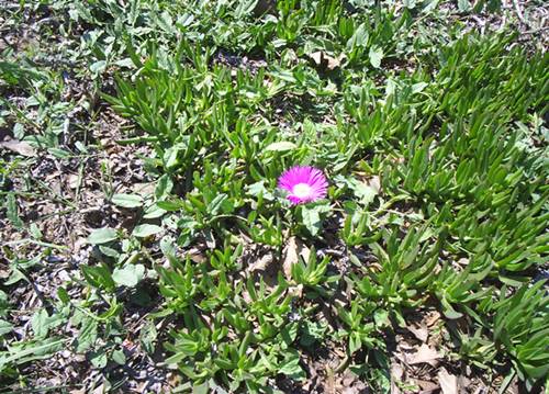 Name:  PIC_0053.JPG
Views: 3253
Size:  68.8 KB
