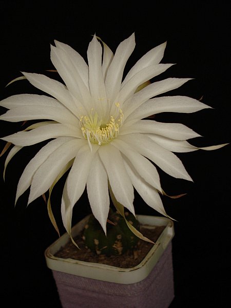 Name:  DSC06096.jpg
Views: 1459
Size:  36.9 KB