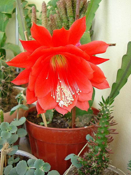 Name:  DSC06019.jpg
Views: 1439
Size:  66.6 KB
