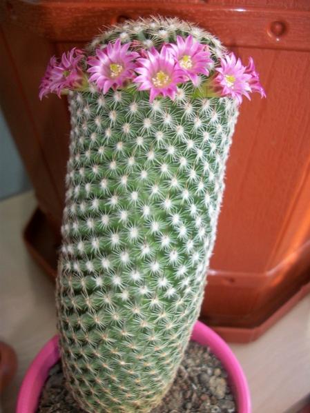 Name:  Mammillaria matudae.jpg
Views: 1947
Size:  48.5 KB