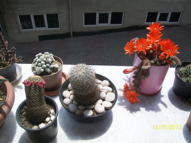 Name:  100_3724.jpg
Views: 413
Size:  47.2 KB