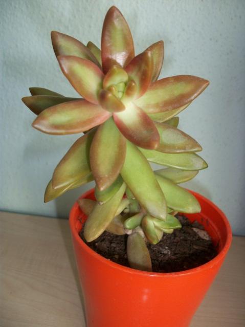 Name:  sedum.jpg
Views: 1697
Size:  30.1 KB