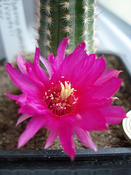 Name:  DSC06231.jpg
Views: 1377
Size:  59.0 KB