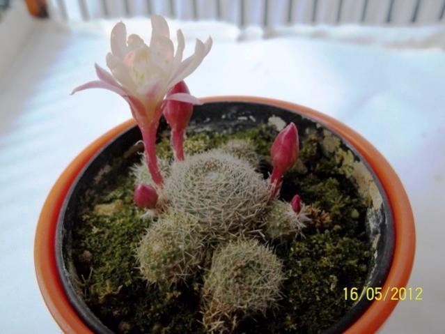 Name:  100_2416.jpg
Views: 992
Size:  39.5 KB